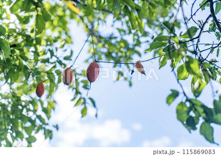 烏瓜(カラスの枕) 烏瓜(カラスの枕) 115869083