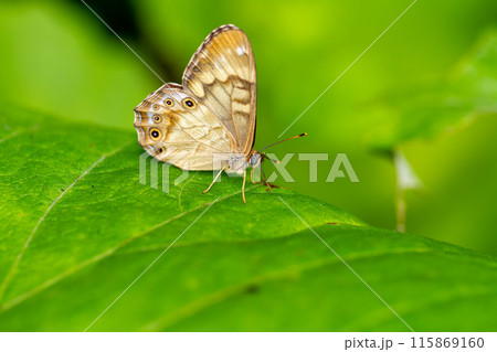 ヒメキマダラヒカゲ 115869160