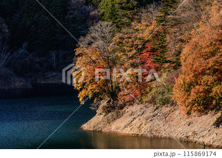 紅葉の宮ケ瀬ダム 紅葉の宮ケ瀬ダム 115869174