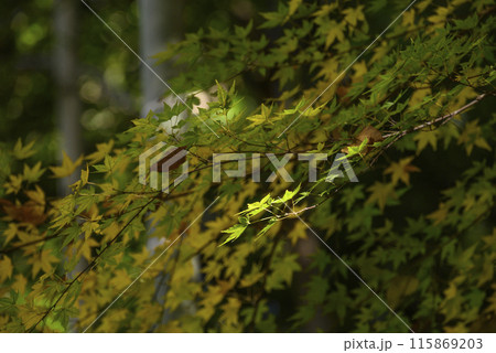 光に照らされた紅葉 光に照らされた紅葉 115869203