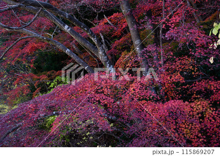紅葉した木々 115869207