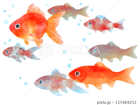 泳ぐ金魚のイラスト 手描き 水彩風 泳ぐ金魚のイラスト 手描き 水彩風 115869252