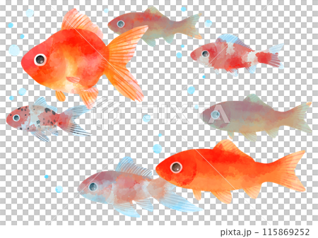 泳ぐ金魚のイラスト 手描き 水彩風 泳ぐ金魚のイラスト 手描き 水彩風 115869252