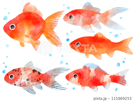 泳ぐ金魚のイラスト 手描き 水彩風 泳ぐ金魚のイラスト 手描き 水彩風 115869253