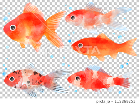 泳ぐ金魚のイラスト 手描き 水彩風 泳ぐ金魚のイラスト 手描き 水彩風 115869253
