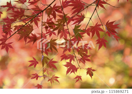 真っ赤な紅葉 115869271