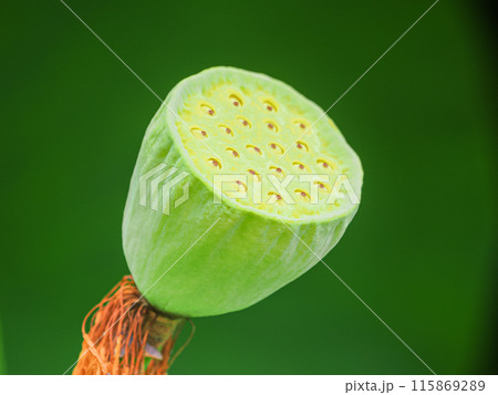 咲き終わりのハス 115869289