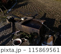 朽ちた水槽 115869561
