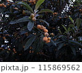 木になる枇杷 115869562