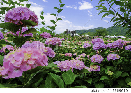 ピンクのアジサイ 115869610