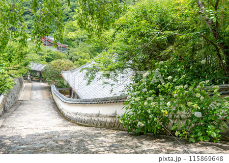 奈良県桜井市　紫陽花の咲く長谷寺の石段 115869648