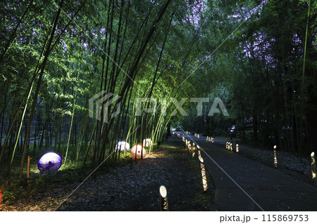 竹林の小径を歩く 115869753