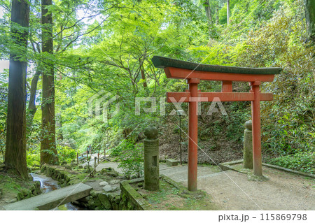 奈良県明日香村 新緑の美しい初夏の岡寺の鳥居 奈良県明日香村 新緑の美しい初夏の岡寺の鳥居 115869798