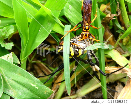 コガネグモを狩るモンクモバチ コガネグモを狩るモンクモバチ 115869855