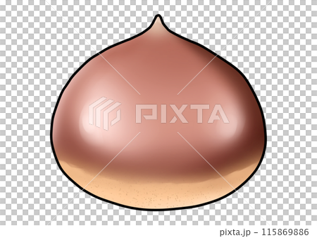 Chestnut illustration (with outline) 115869886
