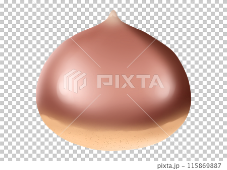栗子果實插畫(無主線) 栗子果實插畫(無主線) 115869887