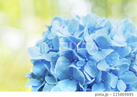 アジサイ 紫陽花 アジサイ 紫陽花 115869895