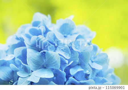 アジサイ　紫陽花 115869901
