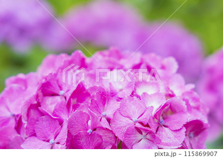 アジサイ 紫陽花 アジサイ 紫陽花 115869907
