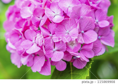 アジサイ　紫陽花 115869908