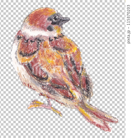 Crayon illustration of a sparrow 115870203