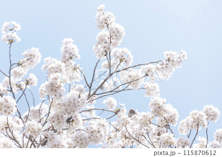 青空と満開の桜の木 青空と満開の桜の木 115870612