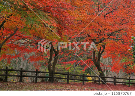 紅葉 115870767