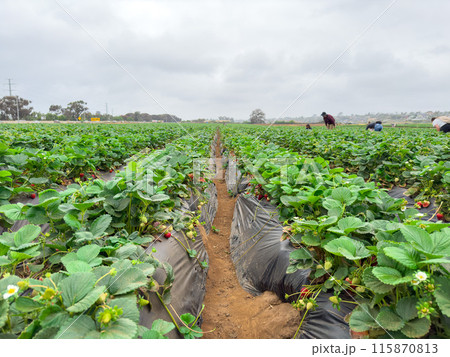 Strawberry picking in strawberry field on fruit farm.  115870813