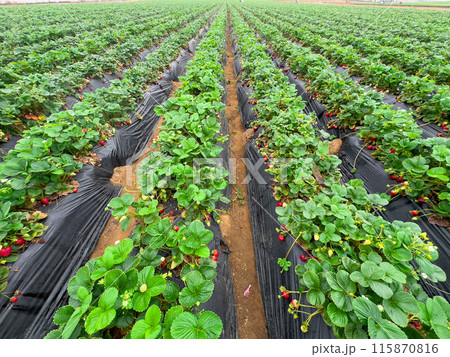 Strawberry picking in strawberry field on fruit farm. Strawberry picking in strawberry field on fruit farm. 115870816