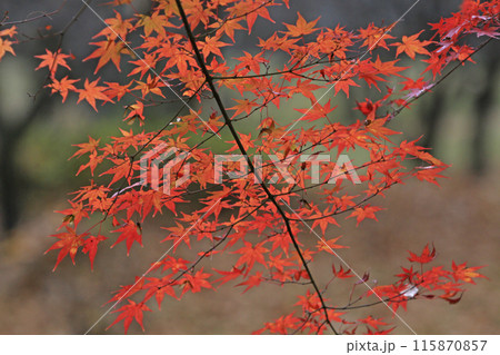 紅葉 115870857