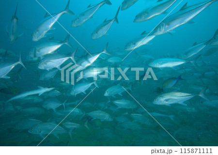 大群のアジ 115871111