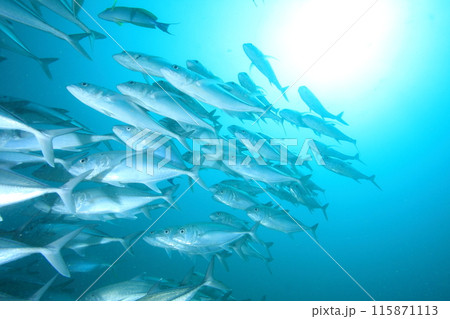 大群のアジ 大群のアジ 115871113