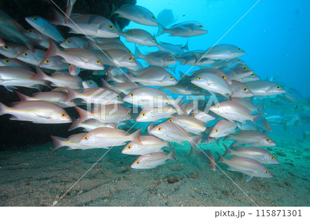 ピンク色のフエダイ群れ 115871301