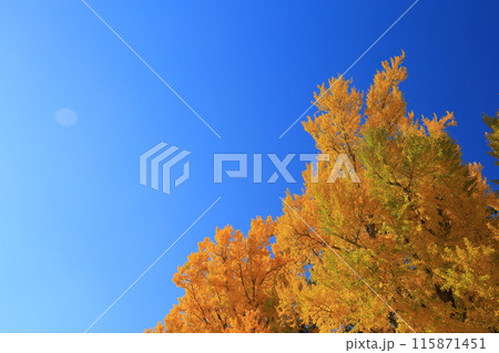 黄葉したイチョウ 黄葉したイチョウ 115871451