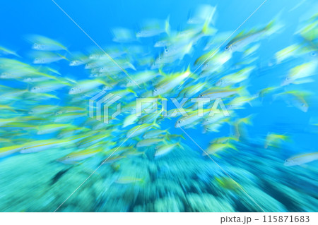 夏っぽい水中風景 黄色の魚 夏っぽい水中風景 黄色の魚 115871683