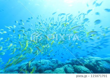 南国らしい熱帯魚の群れ 115871701