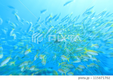 南国らしい熱帯魚の群れ 115871702