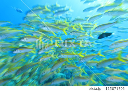 南国らしい熱帯魚の群れ 115871703