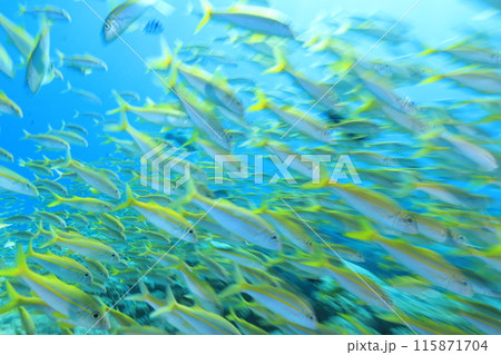南国らしい熱帯魚の群れ 115871704
