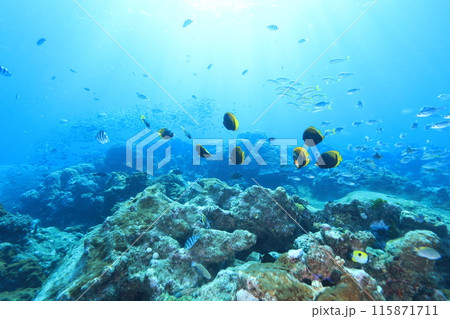美しい青い海と多様な生物 115871711