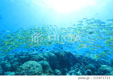美しい青い海と多様な生物 美しい青い海と多様な生物 115871713