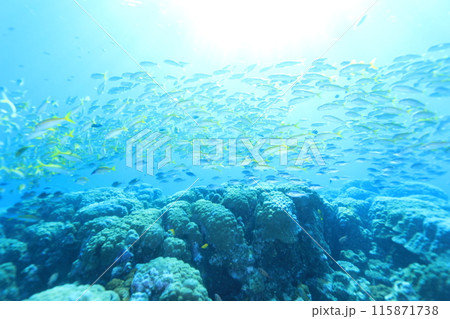 南の島の多様な生物 115871738