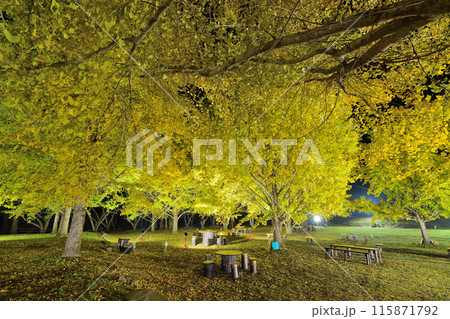 上大迫イチョウの杜広場 上大迫イチョウの杜広場 115871792