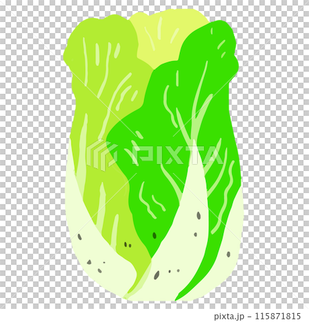 Cabbage Cabbage 115871815