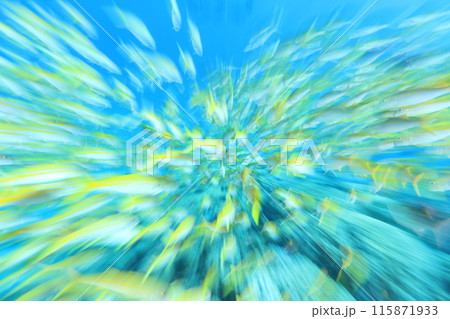 南国の癒しの魚たち 南国の癒しの魚たち 115871933
