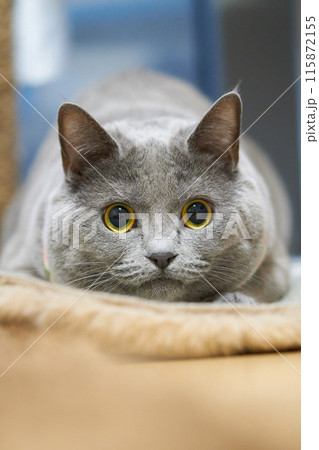 見つめる猫 見つめる猫 115872155