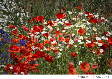 Colorful field of wildflowers with red poppies, daisies, and blue flowers in full bloom 115872261