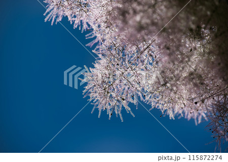 Close-up of purple smoke bush plant with blue sky in background 115872274
