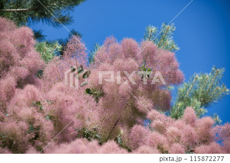 Beautiful pink European smoketree with fluffy blooms under bright blue sky Beautiful pink European smoketree with fluffy blooms under bright blue sky 115872277