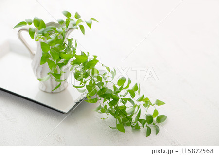 明るい部屋の観葉植物 白背景 明るい部屋の観葉植物 白背景 115872568